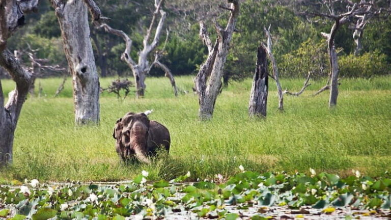 From Colombo: Yala National Park Private Jeep Safari - A Detailed Look at the Yala Safari Experience