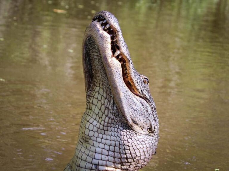 From Darwin: Litchfield Park Tour & Jumping Crocodile Cruise - What’s the Value Like?