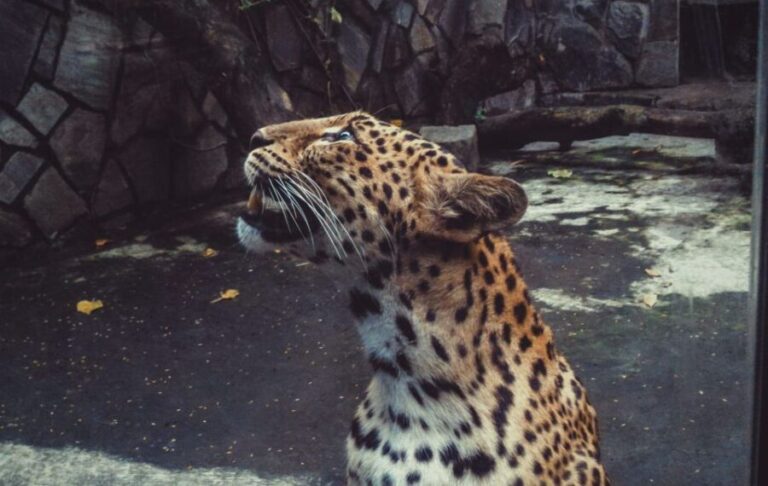 From Delhi: 2-Day Jim Corbett Tiger Safari Tour By Car - Who Will Love This Tour?