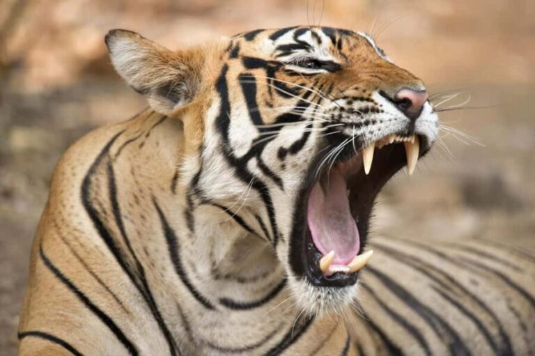 From Delhi: 4 Days Guided Tour to Agra, Ranthambore & Jaipur - What Makes This Tour Valuable for Travelers