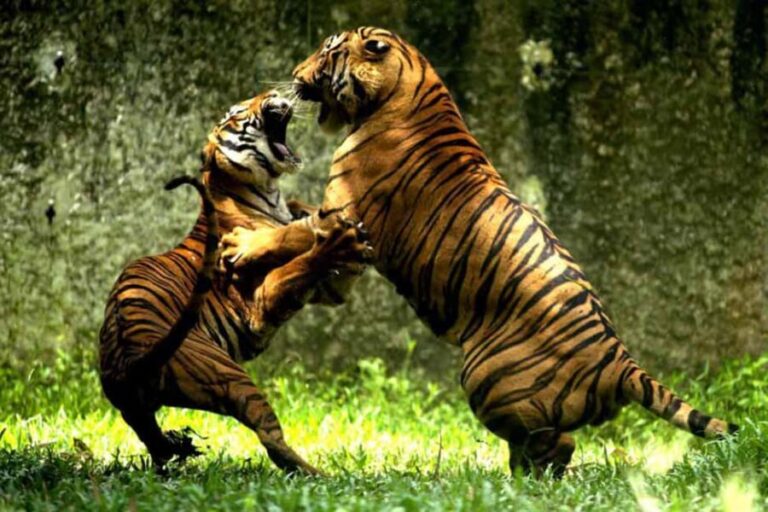 From Delhi: Delhi Ranthambore 3 Days private Tour - Why Choose This Tour? Analyzing the Value