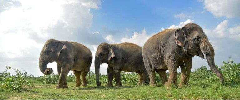 From Delhi: Taj Mahal, Agra Fort & Elephant Centre Tour - What to Expect in Practice