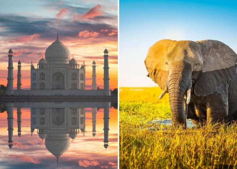 From Delhi: Taj Mahal Sunrise Tour with Elephant SOS Center - Why This Tour Is a Great Deal