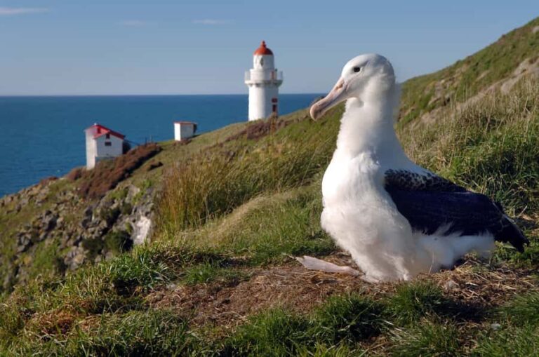 From Dunedin: City, Otago Peninsula & Albatross Guided Tour - Transportation and Group Size