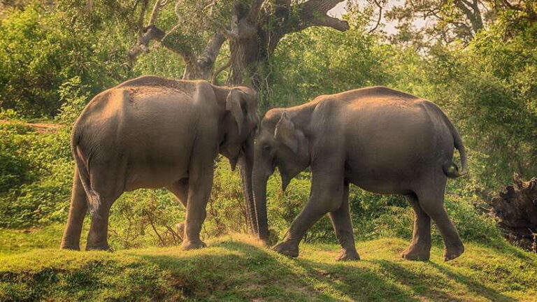 From Ella: 2-Day Yala Park Safari & Transfer to Beach - What Makes This Tour Stand Out?