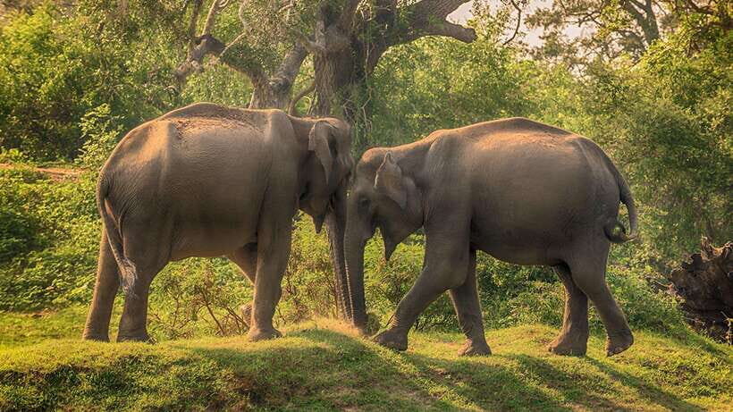 From Ella: 2-Day Yala Park Safari & Transfer to Beach - What Makes This Tour Stand Out?