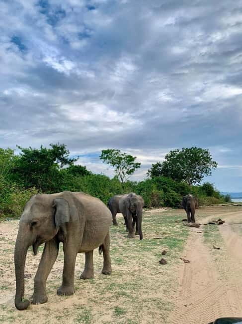 From Ella: Udawalawa Safari Drop: Galle / Mirissa / Tangalle - An In-Depth Look at the Udawalawe Safari Experience