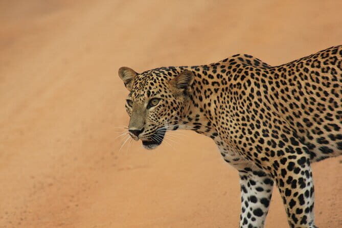 From: Ella - YALA Safari - Drop off: Arugam Bay / Arugambay - Who Will Benefit Most?