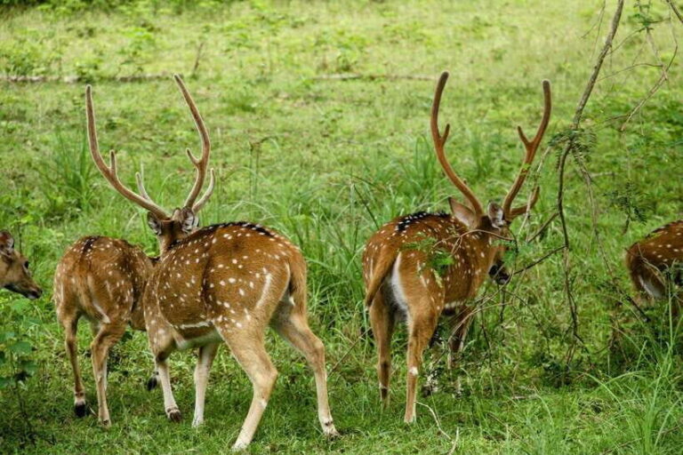 From Ella: Yala Safari Tour with Drop at Tangalle/Hiriketiya - Inside Yala: What to Expect
