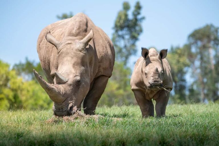 From Gold Coast : Australia Zoo Transfer and Entry Ticket - Practical Tips & Considerations