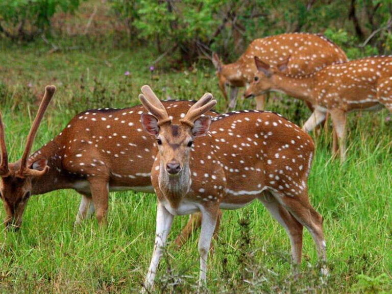 From Hambantota Harbor: Bundala National Park Safari-Private - The Value of a Private Safari