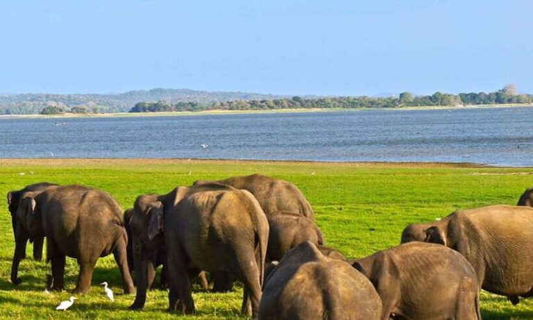 From Hikkaduwa/Galle/Weligama/Mirissa: Udawalawa Safari Tour - Key Points