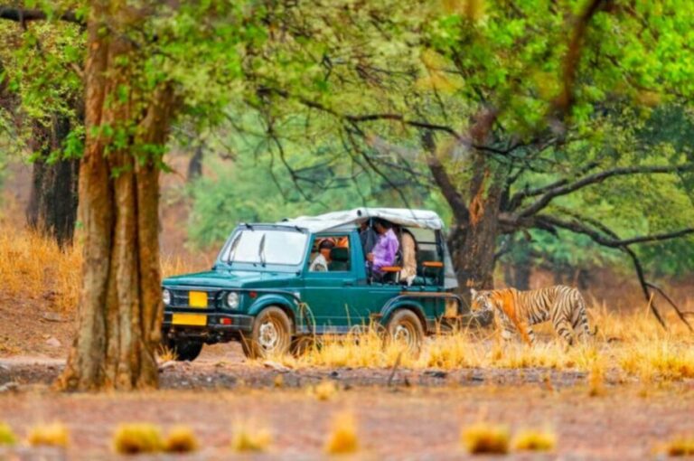 From Jaipur: Ranthambore Tiger Safari Overnight Tour - Why This Tour Is a Great Choice