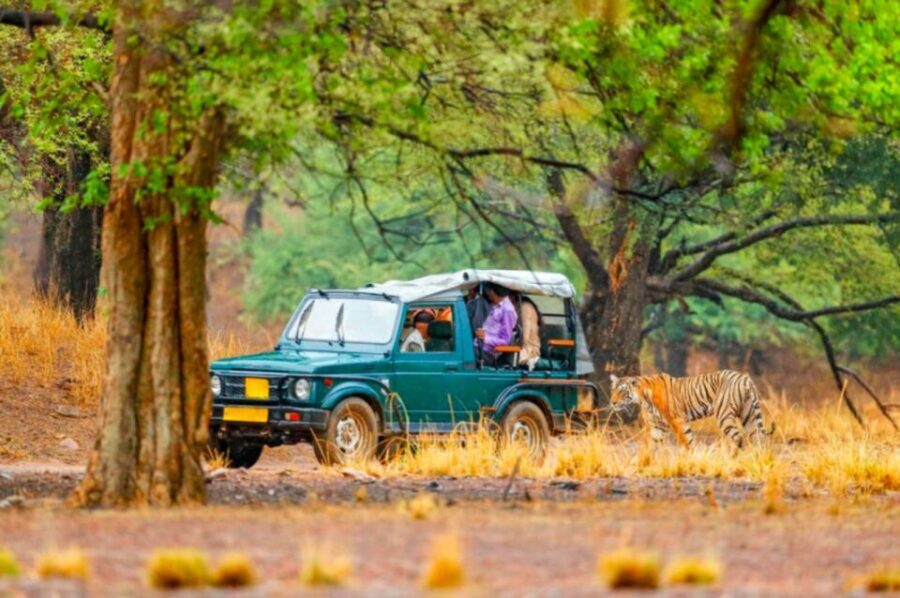 From Jaipur: Ranthambore Tiger Safari Overnight Tour - Why This Tour Is a Great Choice