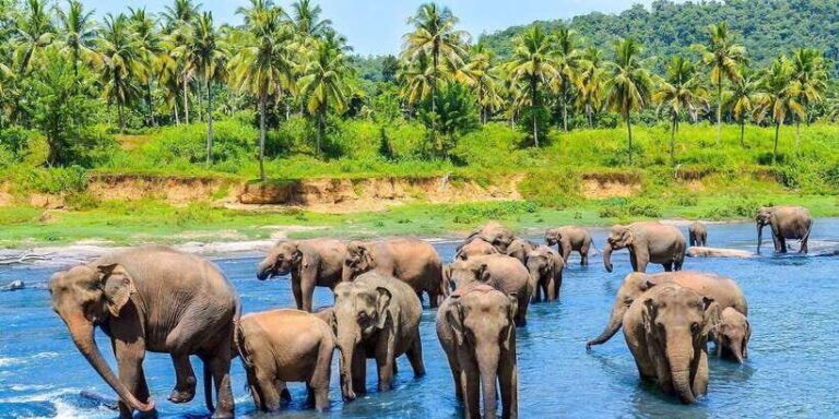 From Kandy: Pinnawala Day Tour - The Itinerary Breakdown — What Makes Each Stop Special