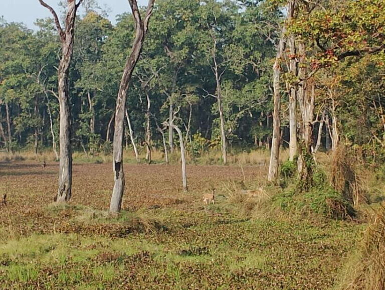 From Kathmandu or Pokhara: 4-Day Chitwan National Park Tour - Why This Tour Offers Good Value
