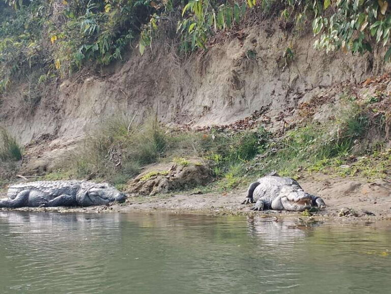 From Kathmandu or Pokhara: 5-Day Chitwan National Park Tour - Practical Details and Value
