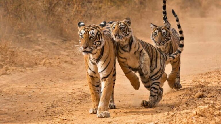 From Khajuraho: Panna Tiger Safari Tour for 1 Night 2 Days - The Sum Up