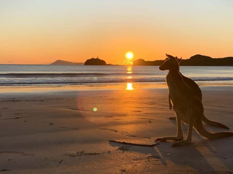 From Mackay: Wallabies on the Beach Sunrise Trip - Discovering Cape Hillsboroughs Magic