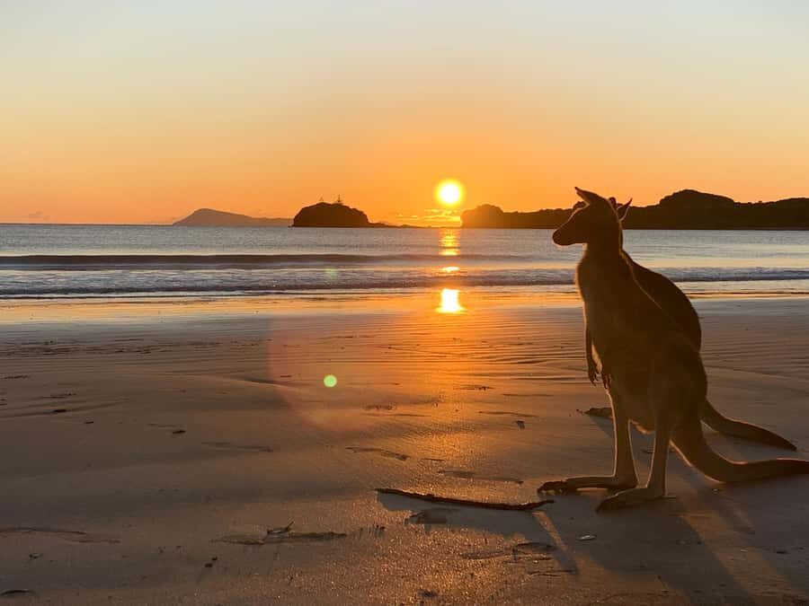 From Mackay: Wallabies on the Beach Sunrise Trip - Discovering Cape Hillsboroughs Magic
