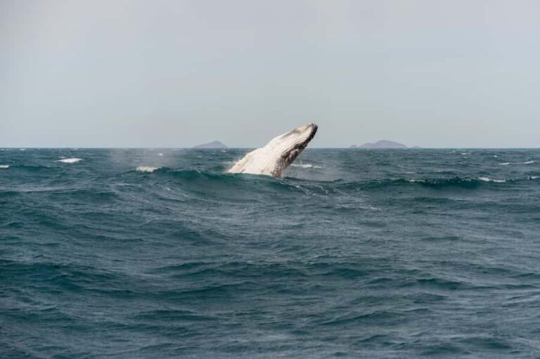 From Melbourne: 5-Day Victorian Alps & Gippsland Lakes Trip - What Makes This Tour Stand Out?