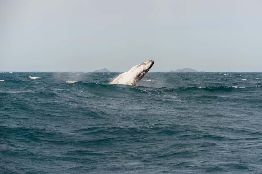 From Melbourne: 5-Day Victorian Alps & Gippsland Lakes Trip - What Makes This Tour Stand Out?
