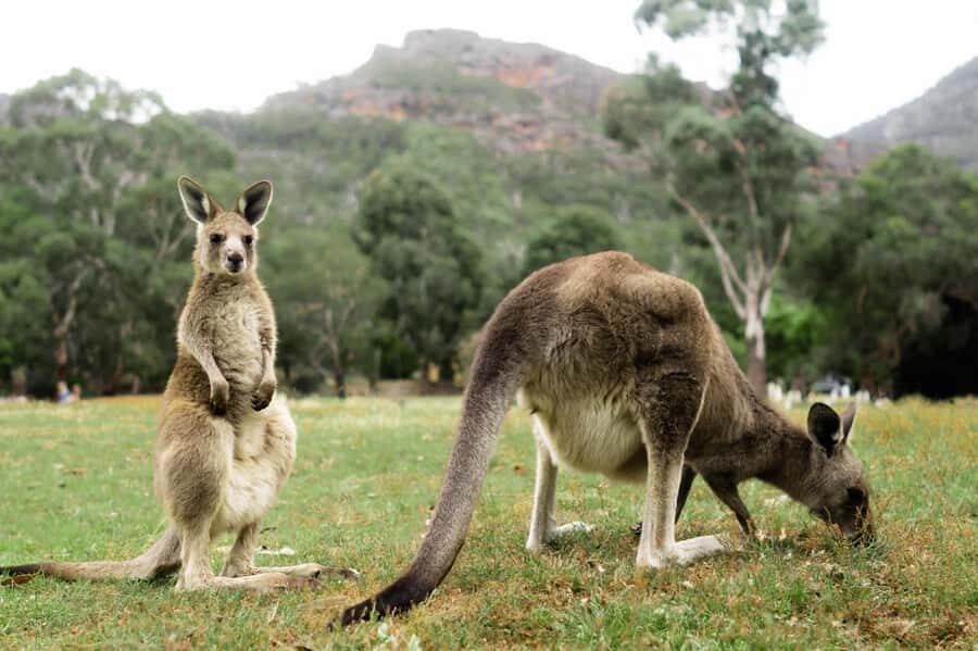 From Melbourne: Grampians National Park Small Group Tour - Transportation and Value