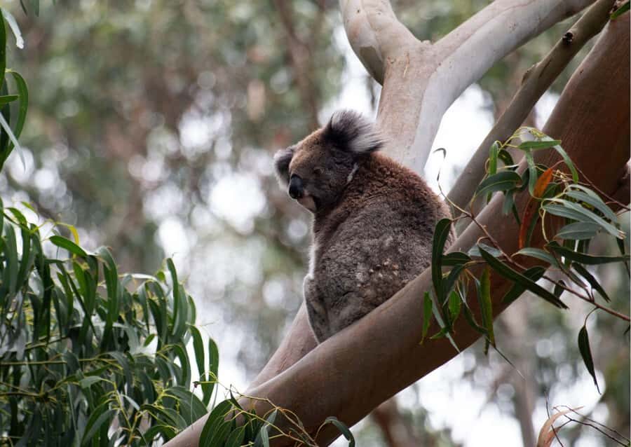 From Melbourne: Great Ocean Road & 12 Apostles Full-Day Tour - What the Reviews Say