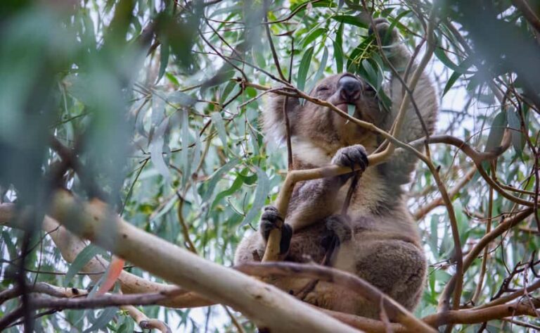 From Melbourne: Great Ocean Road Full-Day Guided Trip - What to Expect and What to Bring