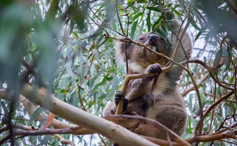 From Melbourne: Great Ocean Road Full-Day Guided Trip - What to Expect and What to Bring