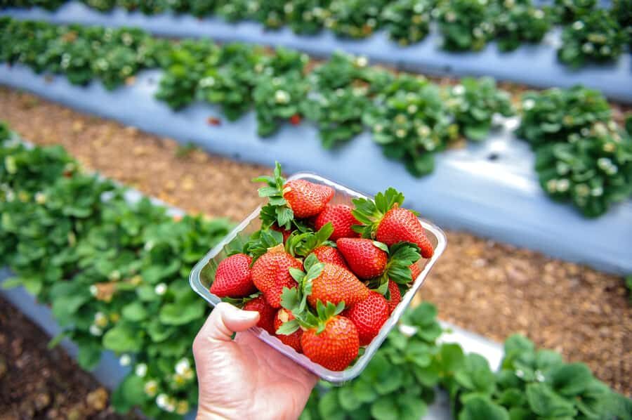 From Melbourne: Mornington Peninsula Food Trail Day Trip - The Practical Side: What You Need to Know