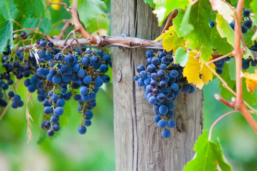 From Melbourne: Mornington Peninsula Private Winery Tour - Visiting the Wineries: Quality and Views