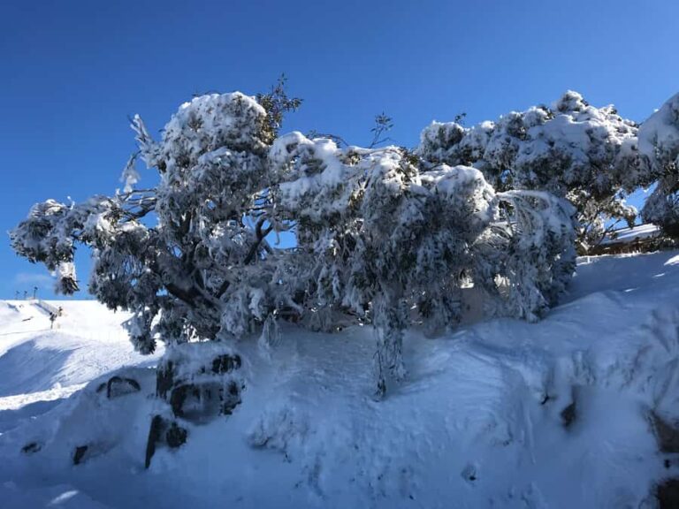 From Melbourne: Mt Buller Snow Day Small Group Boutique Tour - The Journey to Mount Buller: Comfort and Convenience