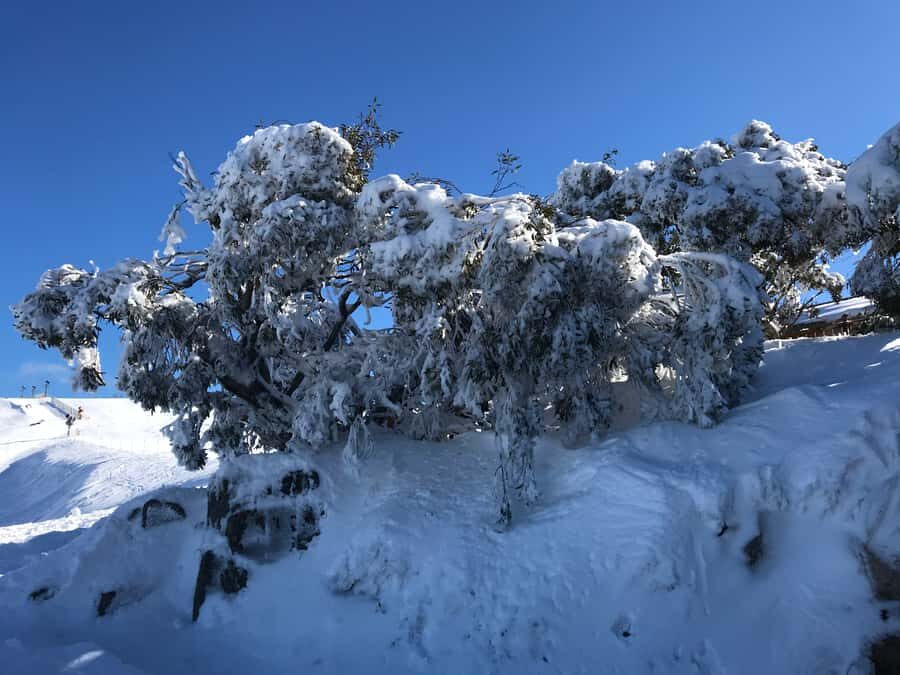 From Melbourne: Mt Buller Snow Day Small Group Boutique Tour - The Journey to Mount Buller: Comfort and Convenience