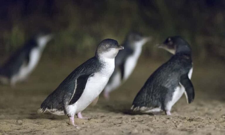 From Melbourne: Penguin Parade Afternoon Tour - What to Expect — A Well-Curated Experience