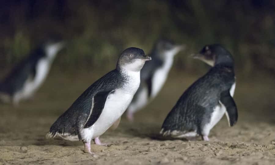 From Melbourne: Penguin Parade Afternoon Tour - What to Expect — A Well-Curated Experience