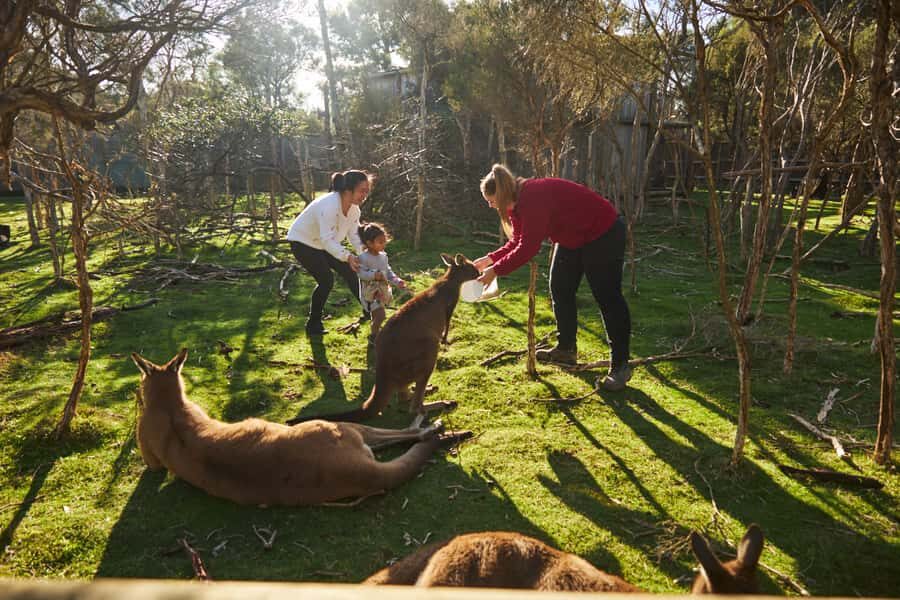 From Melbourne: Penguins and Wildlife Nature Day Tour - Detailed Breakdown of the Itinerary