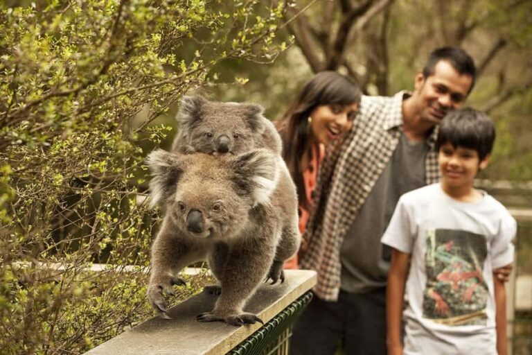From Melbourne: Phillip Is Penguin Parade & Koala Reserve - Real Voices, Real Experiences