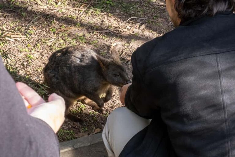 From Melbourne: Phillip Island and Penguin Parade Day Tour - Why This Tour Offers Good Value