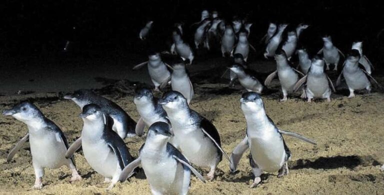 From Melbourne: Phillip Island Penguin & Nature Day Tour - What We Think About the Tour