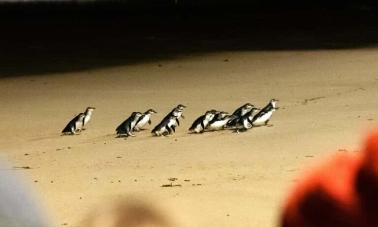 From Melbourne: Phillip Island Penguin Parade Eco Tour - Key Points
