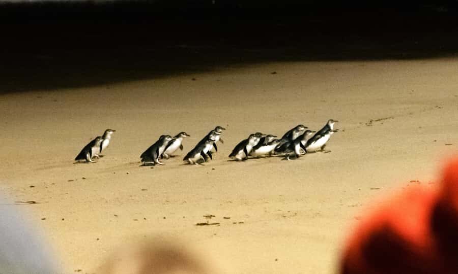 From Melbourne: Phillip Island Penguin Parade Eco Tour - Key Points