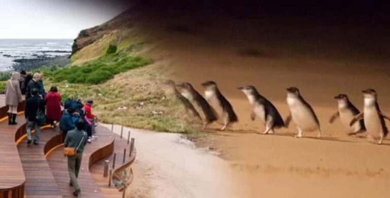 From Melbourne: Phillip Island Penguin Parade Private Tour - Who Would Love This Tour?