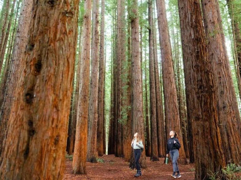 From Melbourne: Redwoods Forest & Yarra Valley Wine Tour - Exploring the Itinerary in Detail
