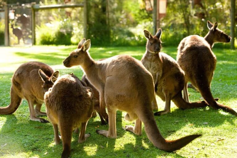 From Melbourne: Yarra Valley Wildlife & Wine Day Tour - The Practicalities: What Makes This Tour Stand Out
