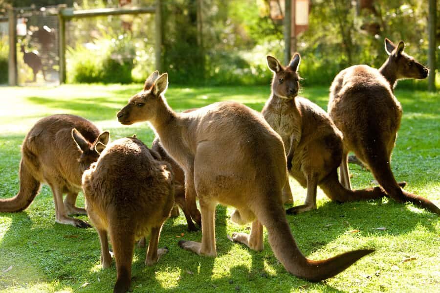 From Melbourne: Yarra Valley Wildlife & Wine Day Tour - The Practicalities: What Makes This Tour Stand Out