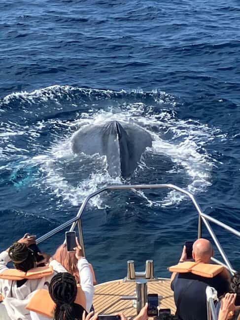 From Naha Whale Watching (Naha city Pickup) English guide - The Itinerary in Detail