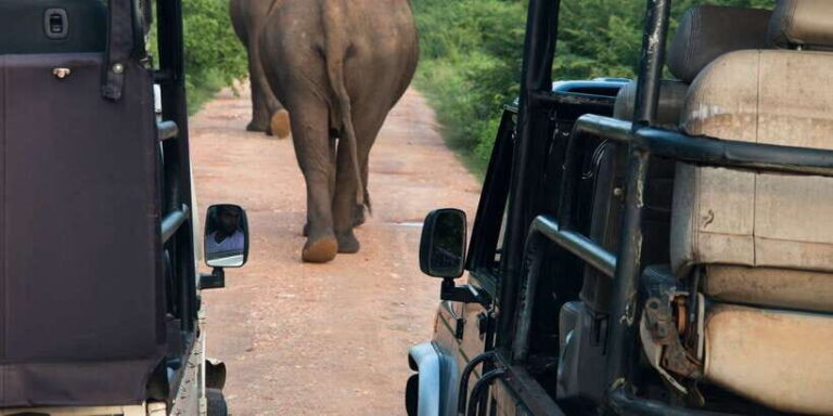 From Negombo: Wilpattu National Park Safari Guided Day Tour - The Value of This Tour