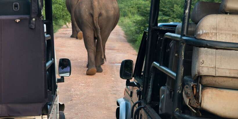 From Negombo: Wilpattu National Park Safari Guided Day Tour - The Value of This Tour