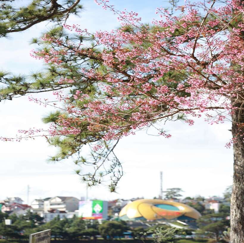 From Nha Trang: Day Trip to DaLat with Lunch - Final Thoughts
